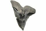 Serrated, Fossil Shark (Hemipristis) Tooth - South Carolina #202450-1